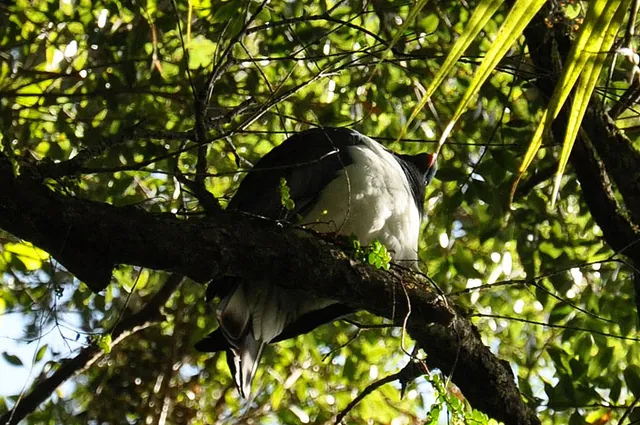 Eager to try and snap most of the classic birds on the trail, this was my best effort at capturing a Kereru (Wood Pigeon)