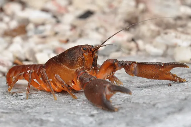 We stumbled on this crayfish (yabbie) on the path up. Apparently they live in the bogs and feed on rotting vegetation