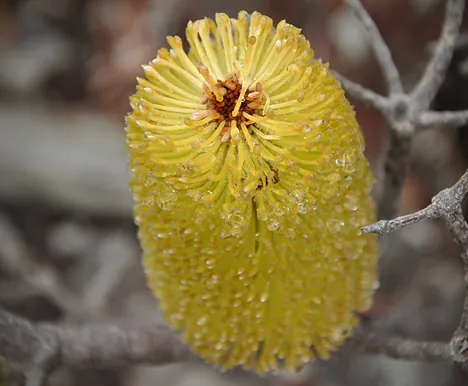 More banksia