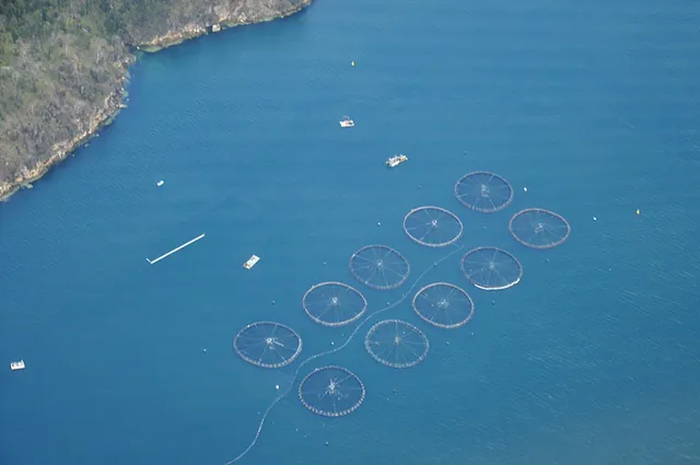 Looking down on the Tasmanian salmon farms