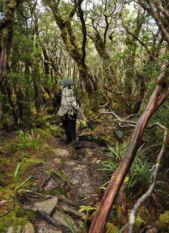 South Coast Track — photograph 121