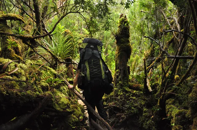 South Coast Track — photograph 127