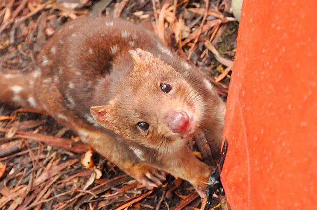 A super cute eastern quoll - possibly the culprit from night of day 2 eating a hole in our tent!