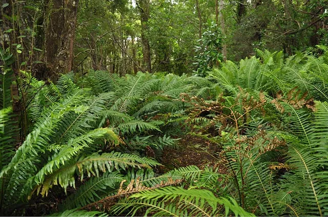 The path winds through large fern sections