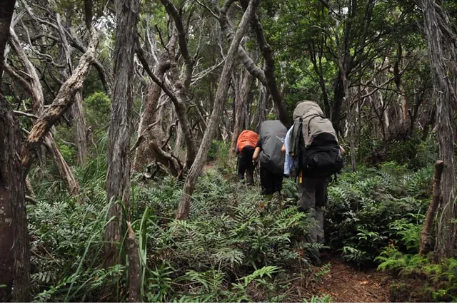South Coast Track — photograph 151