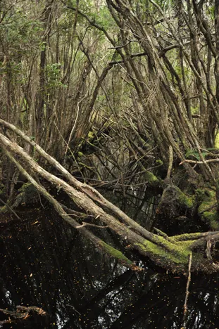 The water supply at this camp was dank so I had to head upstream for 10-15mins to find a better source