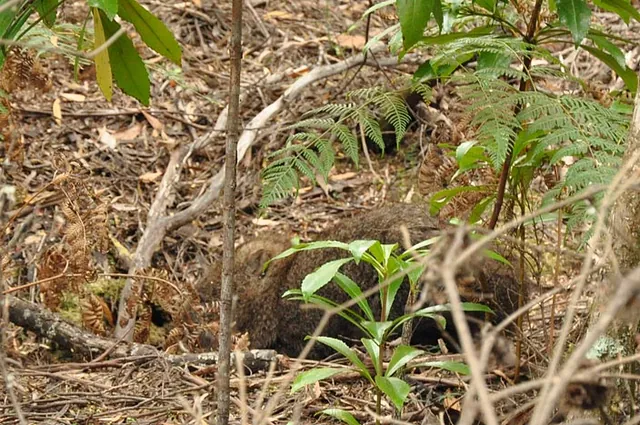 A wombat getting ready to dive into its hole