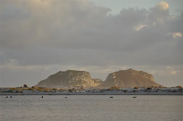 Swans cruising on the lagoon at sunset