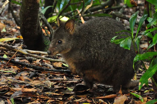 A visiting pademelon at our camp site