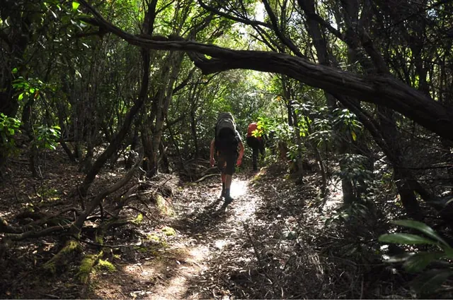 South Coast Track — photograph 180