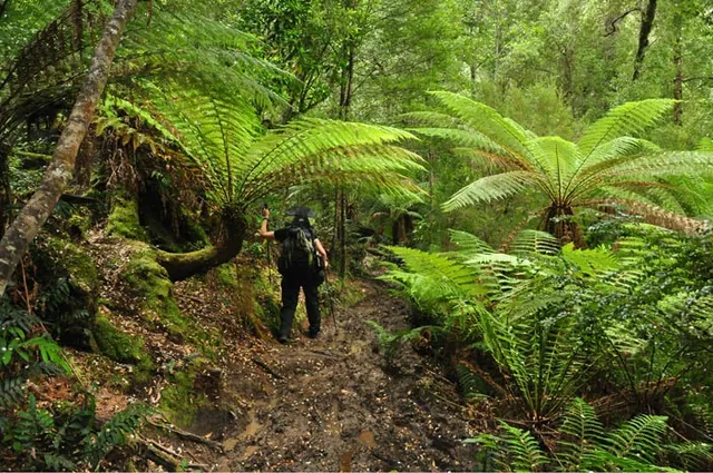 A lot of impressive ferns in this section
