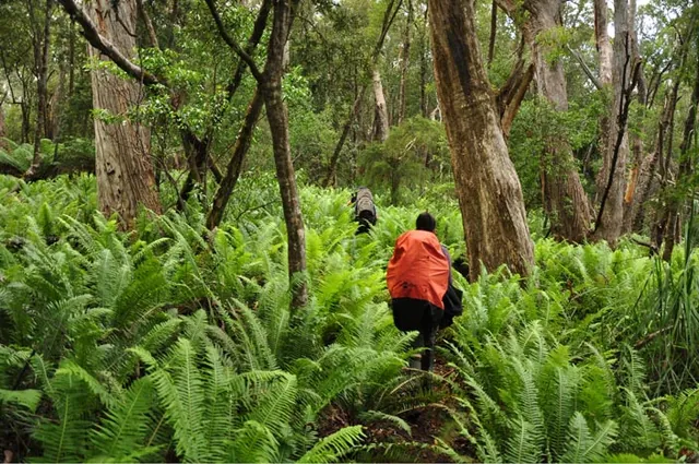 South Coast Track — photograph 187