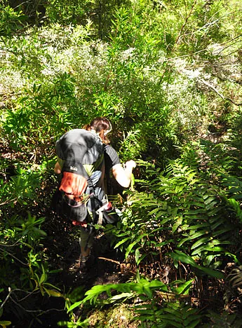 South Coast Track — photograph 204