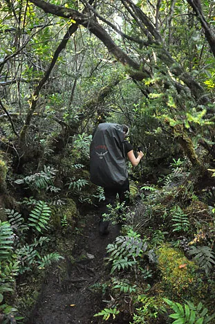 South Coast Track — photograph 216