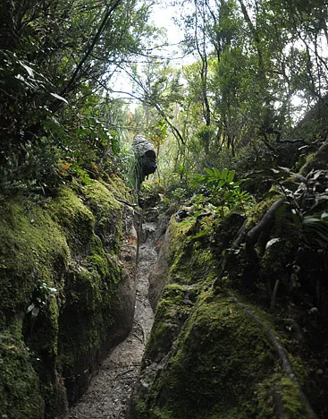 South Coast Track — photograph 220