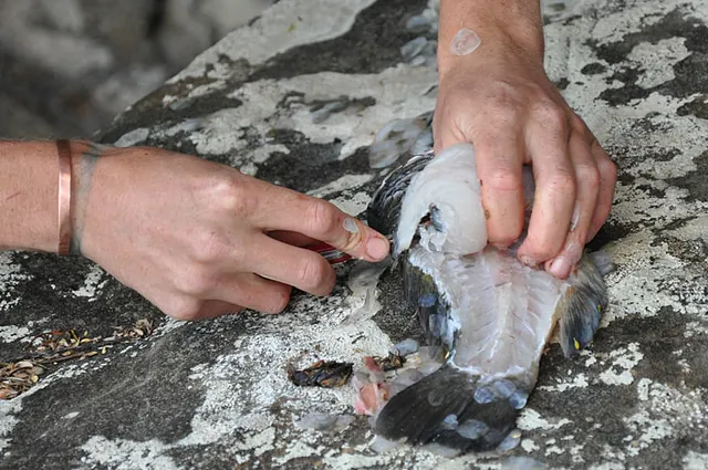 Pretty good filleting job there with a swiss army knife!