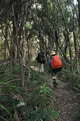 South Coast Track — photograph 237