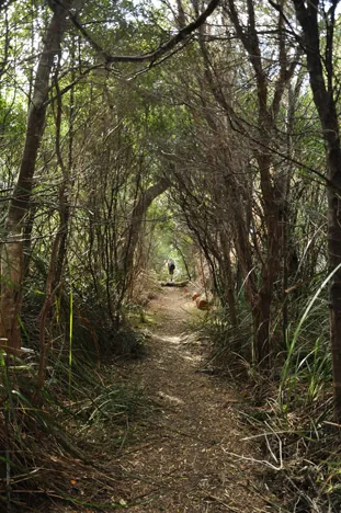 South Coast Track — photograph 242