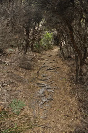 South Coast Track — photograph 247