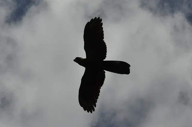 A noisy parrot patrolling the sky