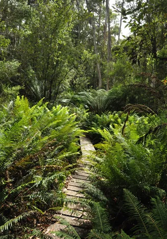South Coast Track — photograph 252