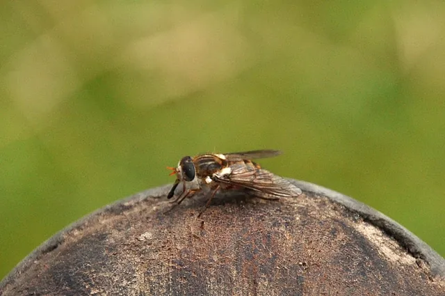 Pesky flies attacking us - memories of the same thing happening on the end of Overland