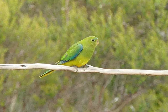 An endangered orange-bellied parrot as viewed from the bird watching hut