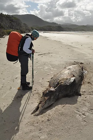 A small whale rotting on the beach