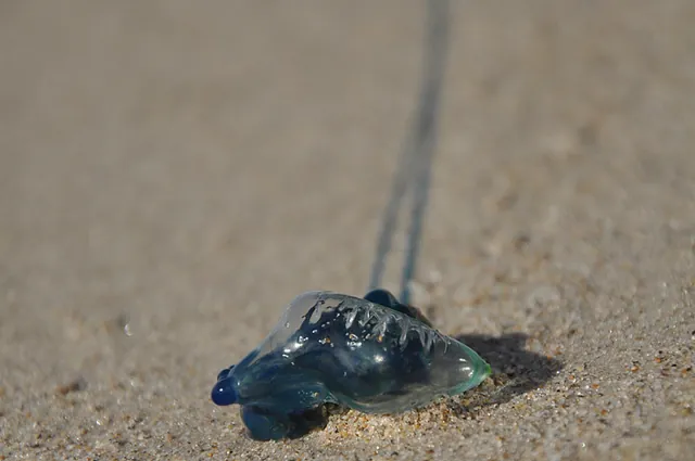 A bluebottle jellyfish