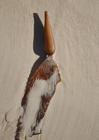 Carrot shaped seaweed