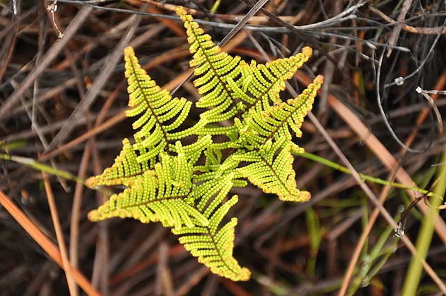 Lots of ferns - love em!
