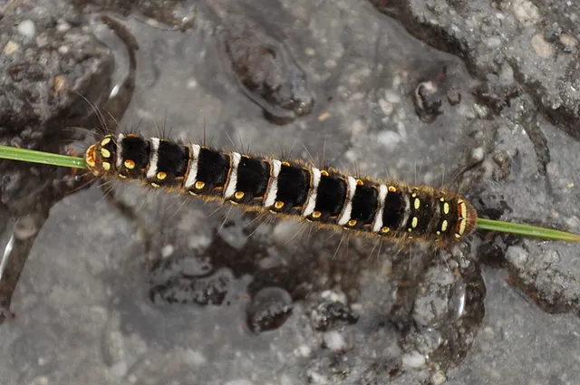 A cute caterpillar crossing the mud pool