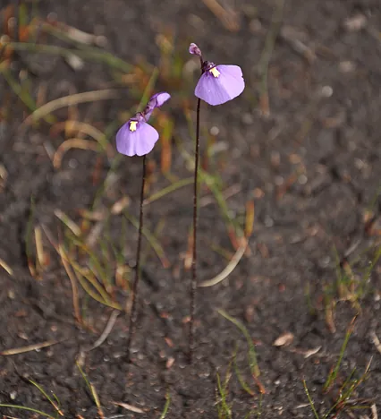 Lots of these pretty bladderwort flowers growing in the boggy areas