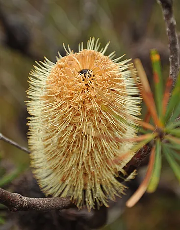 Banksia