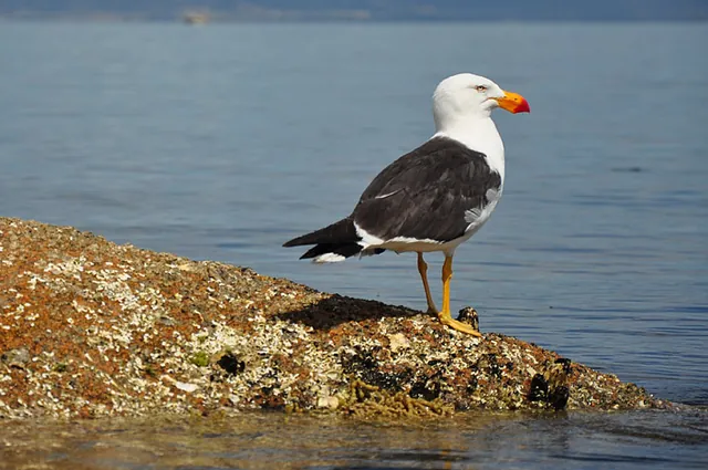 A kelp gull with a very powerful looking orange beak