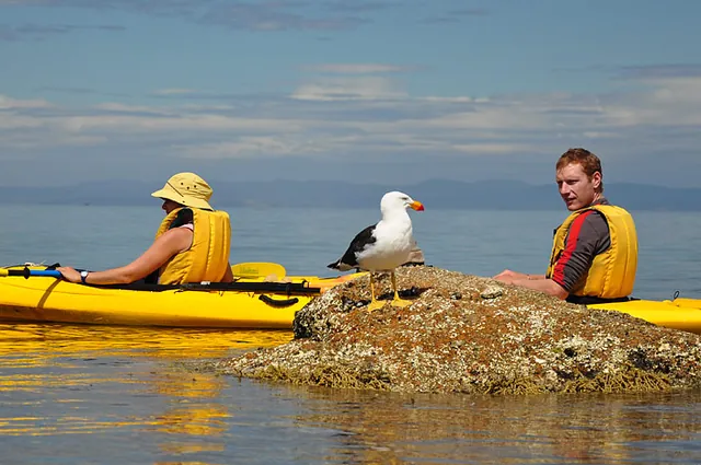 The kelp gull is not too bothered by passing travellers