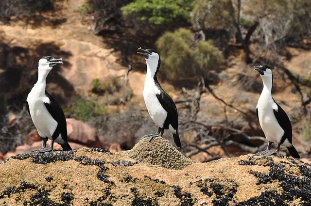 Little-pied cormorants doing strange things on the rocks
