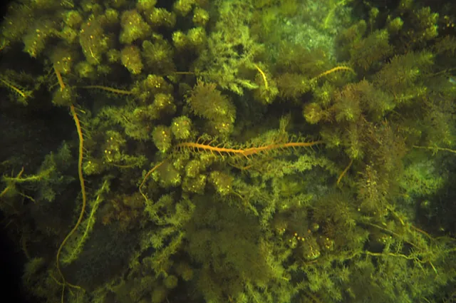 Testing the waterproof camera housing looking down at the seaweed