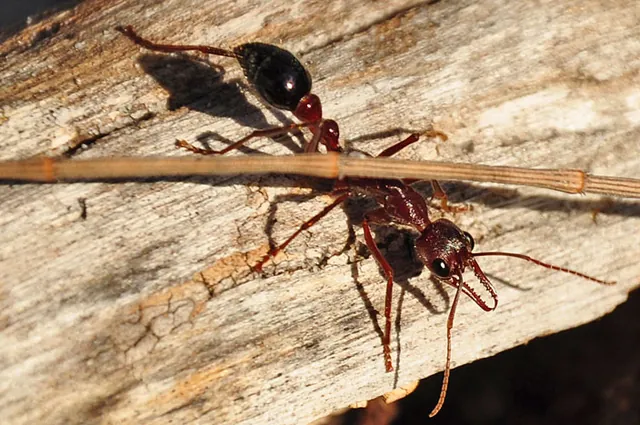 Some pretty evil looking ants patrolling the camp site