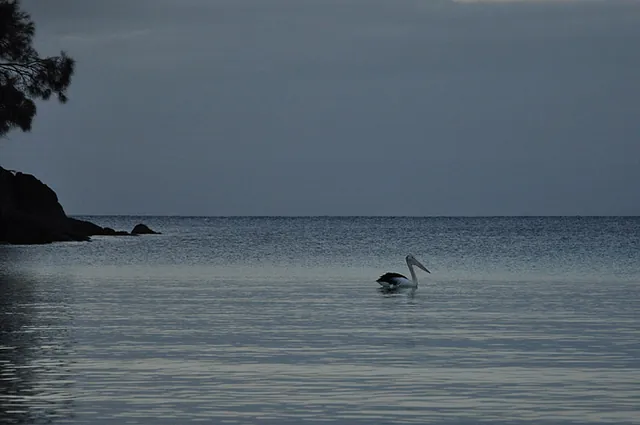 A pelican cruising by at sunset