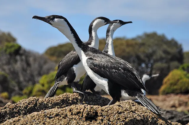 More cormorants doing strange things
