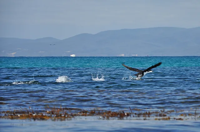 Little-pied cormorant taking flight