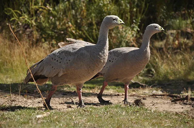 Cape Barren geese