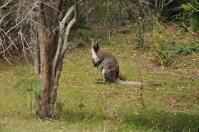 The guide suggests the wildlife is 'abundant' but it was the regular Tasmania experience for us