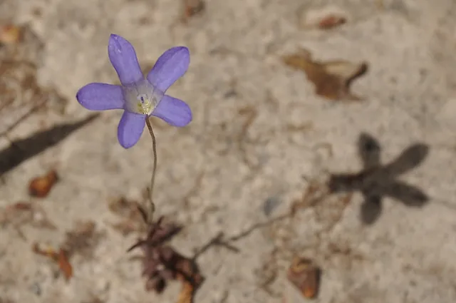 Maria Island — photograph 18