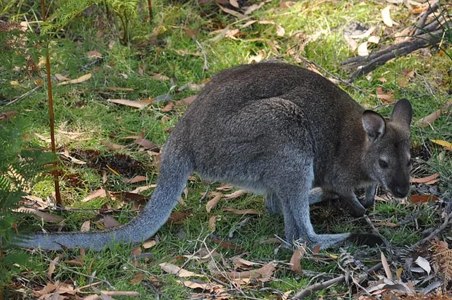 Maria Island — photograph 24