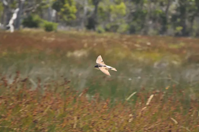 A paranoid swallow constantly circling us as we pass by its nearby nest