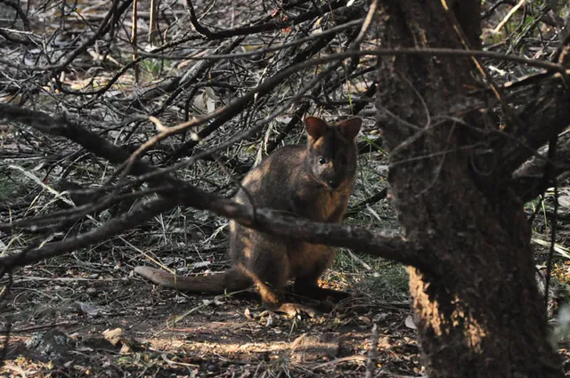 What looks to be a baby Tasmanian Pademelon taking cover in the trees ... super cute!