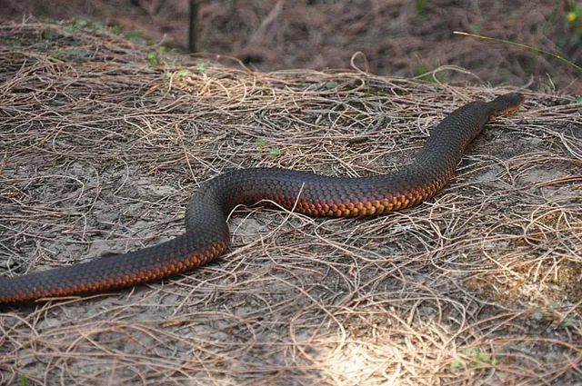 Ed nearly shat his pants as he just missed standing on this venomous lowland copperhead snake