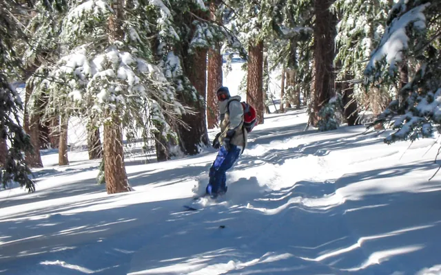 Lots of good tree / powder action at Mammoth - one of the reasons that we love the place